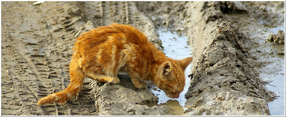 http://fc17.deviantart.com/fs23/f/2008/015/3/c/blind_cat_drinking_water_by_mloentje.jpg